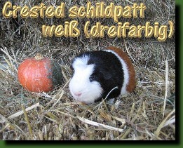 1.0 Crested schildpatt wei� (dreifarbig)